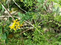 Corydalis curvisiliqua