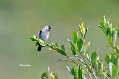 Sporophila pileata