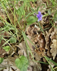 Viola × bavarica