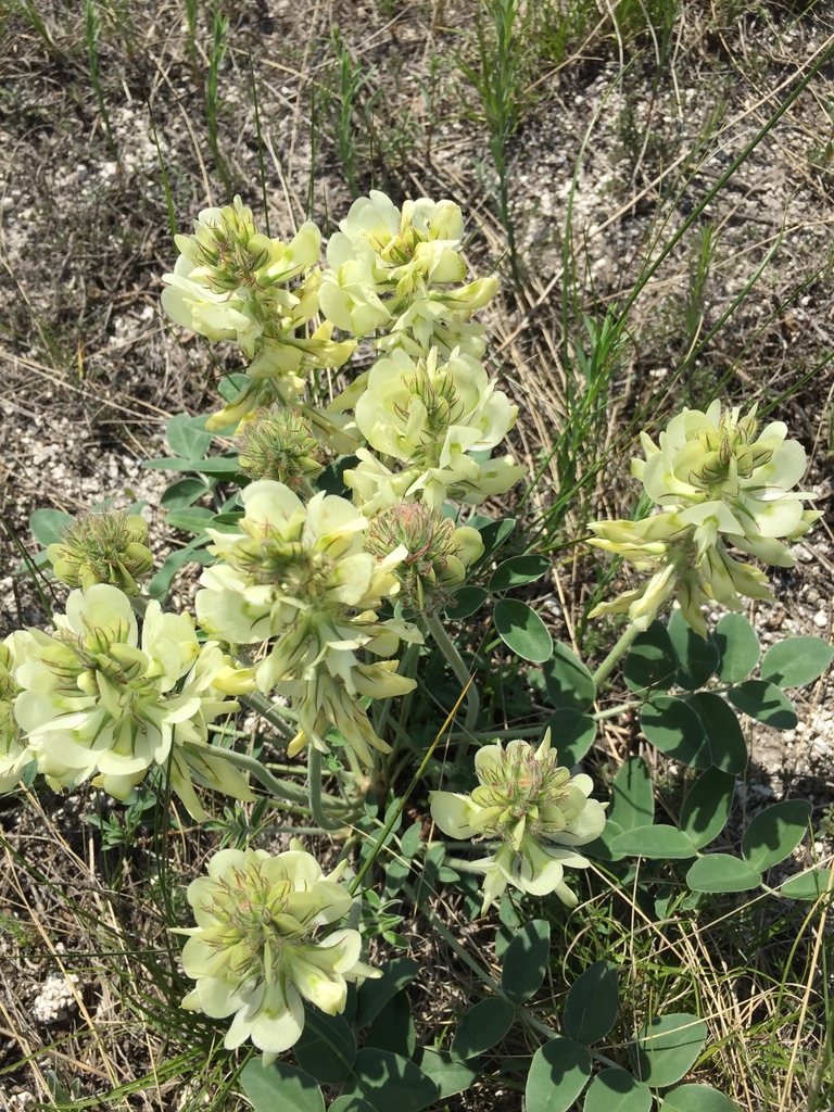 Hedysarum grandiflorum