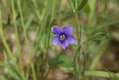 Viola × bavarica