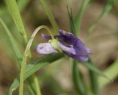 Viola × bavarica