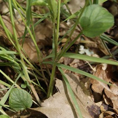 Viola × bavarica