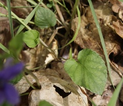 Viola × bavarica