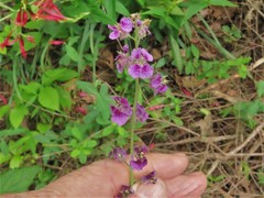 Streptanthus squamiformis