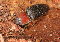 Ampedus rubricollis