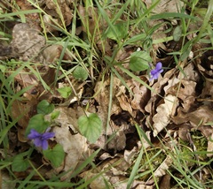 Viola × bavarica