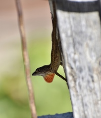 Anolis sagrei