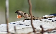 Anolis sagrei