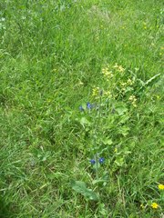 Anchusa azurea