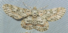 Cleora sabulata