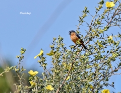 Sporophila hypoxantha