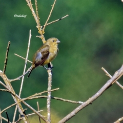 Sporophila hypoxantha