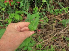 Streptanthus squamiformis