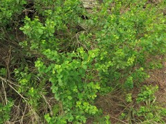 Phyllanthopsis phyllanthoides