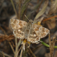 Muschampia baeticus