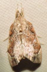 Crocidolomia suffusalis