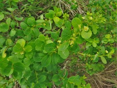 Phyllanthopsis phyllanthoides