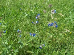 Anchusa azurea