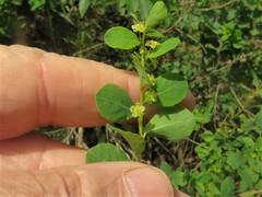 Phyllanthopsis phyllanthoides