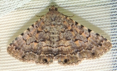 Diatenes aglossoides