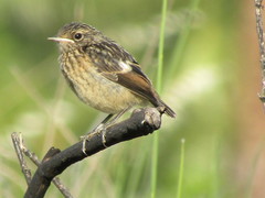 Saxicola rubicola