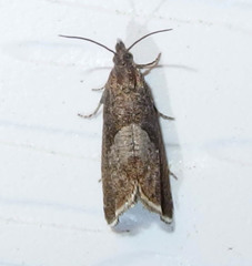 Dichrorampha acuminatana