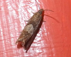 Dichrorampha acuminatana