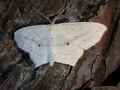 Scopula flaccidaria