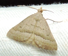 Dichromodes usurpatrix