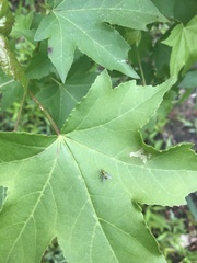 Condylostylus caudatus