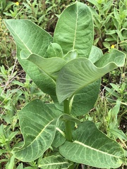 Asclepias amplexicaulis