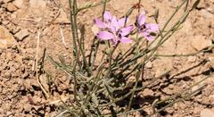 Lygodesmia grandiflora