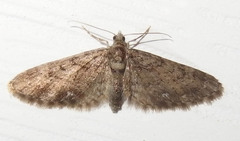 Eupithecia anticaria