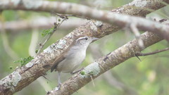 Uropsila leucogastra