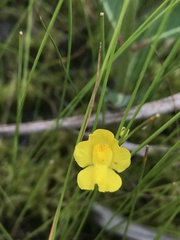 Utricularia