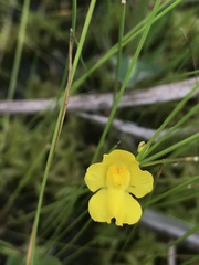 Utricularia