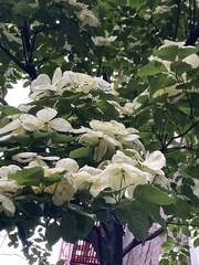 Cornus