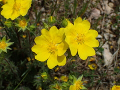 Potentilla hirta