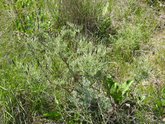 Astragalus brachylobus