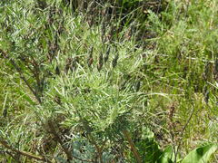 Astragalus brachylobus