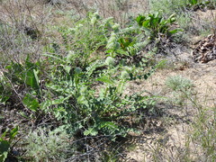 Astragalus vulpinus