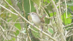 Uropsila leucogastra