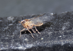 Muellerianella laminalis