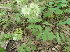 Hydrophyllum macrophyllum