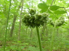 Hydrophyllum macrophyllum