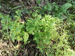 Veronica peduncularis