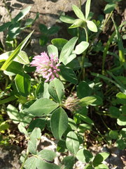 Trifolium pratense
