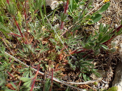 Potentilla hirta