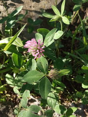 Trifolium pratense